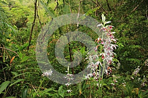 Wild Nun`s Orchid in the rain forest, Oahu, Hawaii