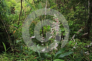 Wild Nun`s Orchid in the rain forest, Oahu, Hawaii photo