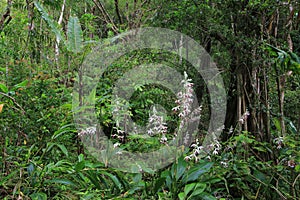 Wild Nun`s Orchid in the rain forest, Oahu, Hawaii