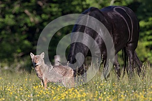 Wild, nursing female Coyote  in Cades Cove Park