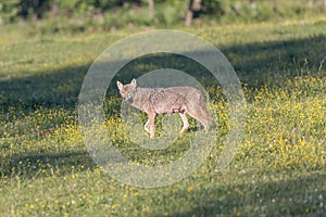 Wild, nursing female Coyote in Cades Cove Park