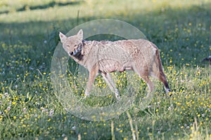 Wild, nursing female Coyote in Cades Cove Park