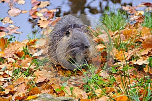 Wild Nutria, Coypu Mycastor coypus