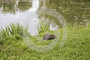 Wild nutria eating grass on the shore of Savica fishing pond in city of Zagreb