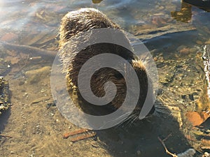 Wild nutria Lake Marion