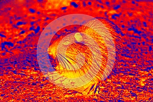 Wild nutria night feeding in scientific high-tech thermal imager on night background