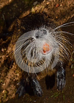 Wild nutria