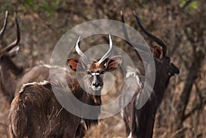 Wild nyala