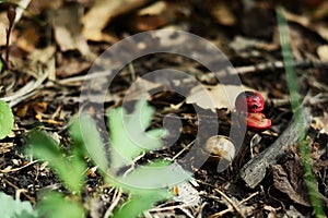 Wild oak sprout in the forest photo image