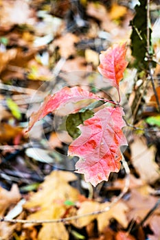 Wild oak sprout with red leaves close up in autumn