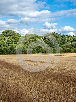 Wild  oats, Avena fatua. Farmland weed, England