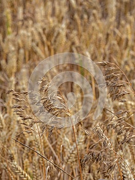 Wild  oats, Avena fatua. Farmland weed, England