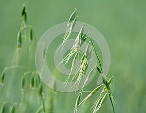 Wild oats grow in the field Avena fatua, Avena ludoviciana photo