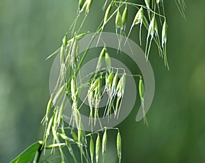 Wild oats grow in the field Avena fatua, Avena ludoviciana photo