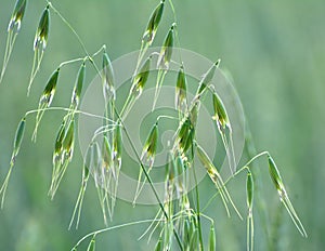 Wild oats grow in the field Avena fatua, Avena ludoviciana photo