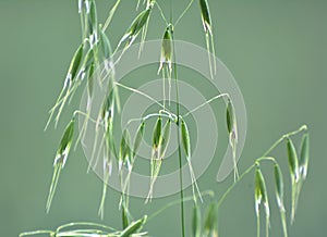 Wild oats grow in the field Avena fatua, Avena ludoviciana photo