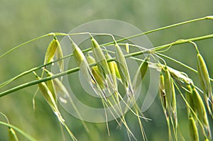 Wild oats grow in the field Avena fatua, Avena ludoviciana photo