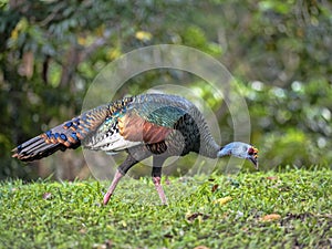 Wild Ocellated turkey, Meleagris ocellata, is brightly colored, Guatemala