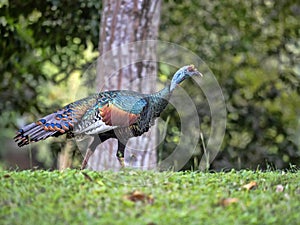 Wild Ocellated turkey, Meleagris ocellata, is brightly colored, Guatemala
