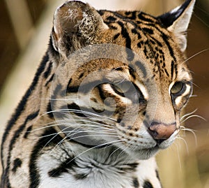 Wild Ocelot