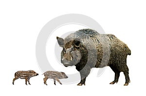 Wild old boar with little piglets on a white