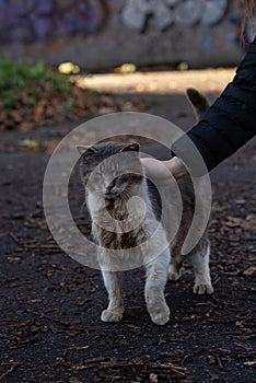 a wild old cat being stroked by a hand