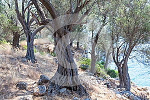 Wild olive trees