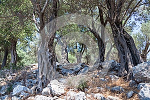 Wild olive trees