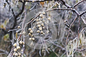 Wild olives on a branch in hoarfrost