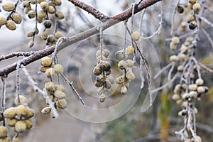 Wild olives on a branch in hoarfrost