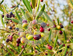 Wild Olives Ripening and Shrivelling on Tree