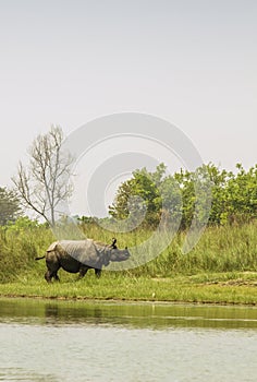 Wild one-horned rhinoceros in Bardia national Park, Nepal