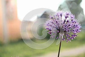 Wild onion flower bulb. Allium flower. Inflorescence of decorative onion in the garden. ornamental garden plant, large