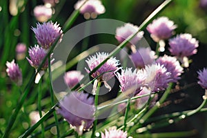 Wild onion flower bulbs. Allium flower