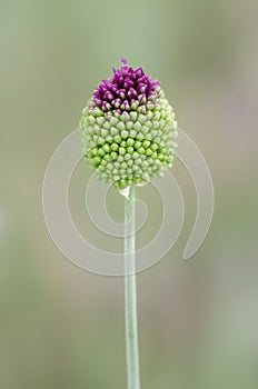 Wild onion inflorescence close-up. Wild flowers in the spring