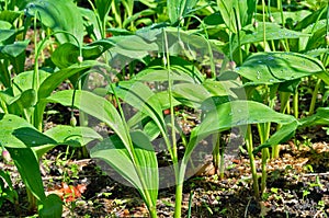 Wild onion (ramson) (Allium ochotense) 1