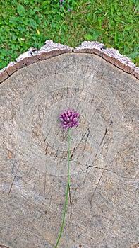 Wild onion violet on a wooden background. Beautiful summer wildflowers. Minimalism