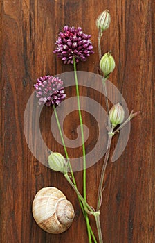 Wild onion violet on a wooden background of black walnut. Beautiful summer wildflowers. Minimalism, loft style.