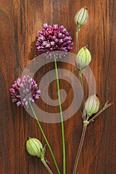 Wild onion violet on a wooden background of black walnut. Beautiful summer wildflowers. Minimalism, loft style. vertical, vertical