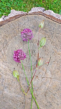 Wild onion violet on a wooden background of black walnut. Beautiful summer wildflowers. Two flowers. Minimalism.