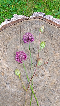 Wild onion violet on a wooden background of black walnut. Beautiful summer wildflowers. Two flowers. Minimalism.