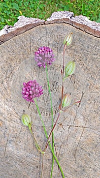 Wild onion violet on a wooden background of black walnut. Beautiful summer wildflowers. Two flowers. Minimalism. vertical,