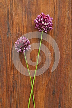 Wild onion violet on a wooden background of black walnut. Beautiful summer wildflowers. Two flowers. Minimalism. vertical,