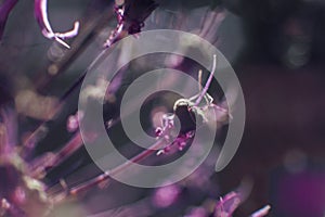 Wild onions closeup.  purple flower background.