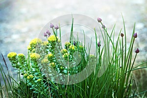 Wild onions and Rhodiola rosea