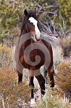 Wild Open Range Horse