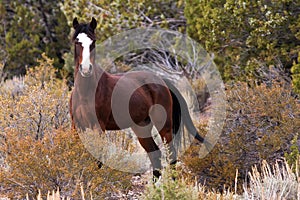 Wild Open Range Horse