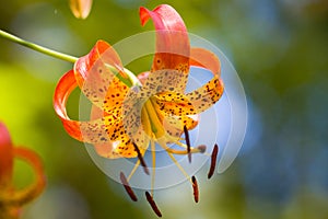 A Wild Oragne Tiger Lily Outside