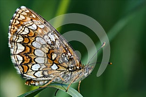 wild orange butterfly on a green leaf photo