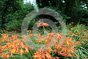 Wild orange crocosmia